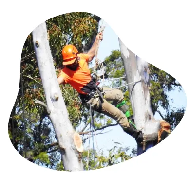 Tress Arborists Services in Gold Coast