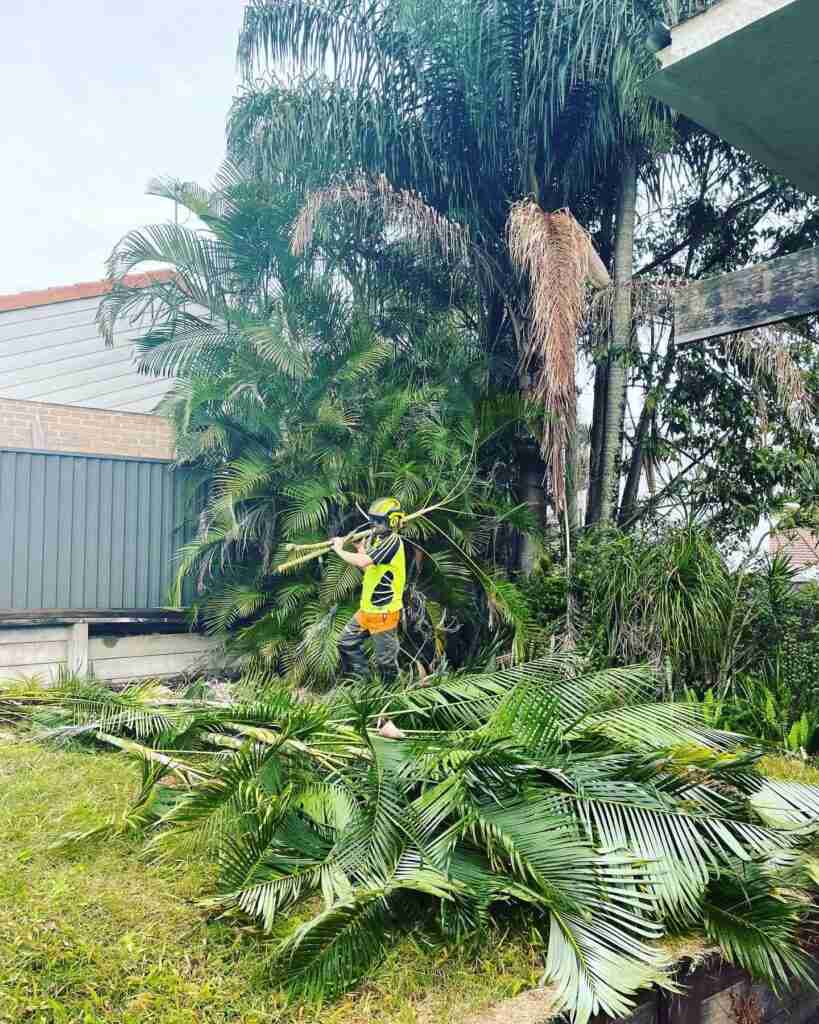 Palm Removal & Cleaning in Gold Coast
