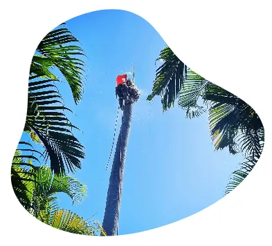 Palm Removal in Gold Coast
