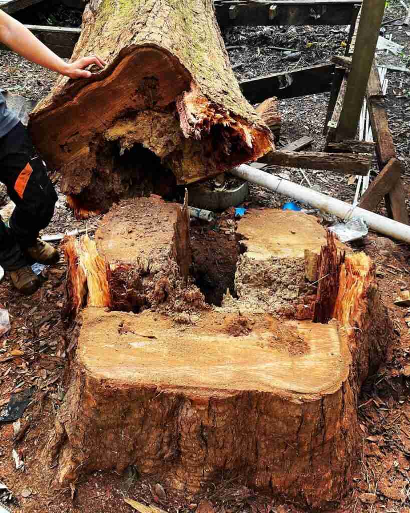 Stump Removal Services in Gold Coast