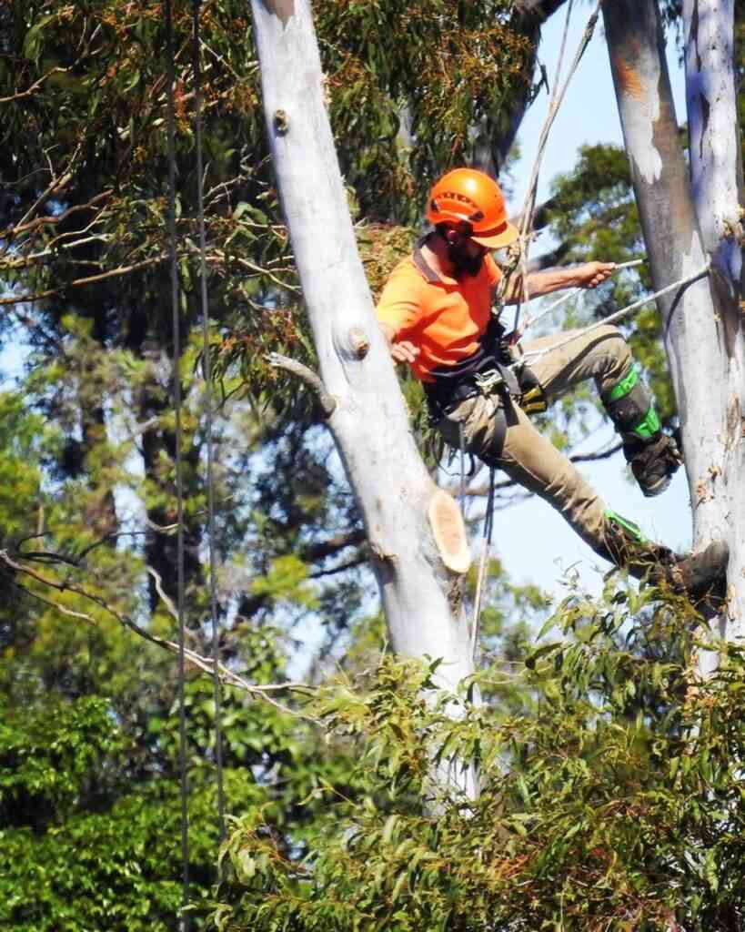 Stump Removal Services in Gold Coast