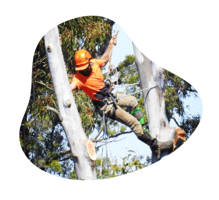 Tree Lopping Services in Oxenford by Askew Trees