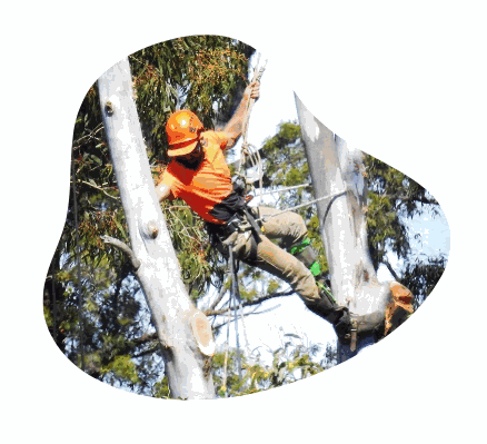 Tree Removal Services in Bonogin Gold Coast by Askew Trees